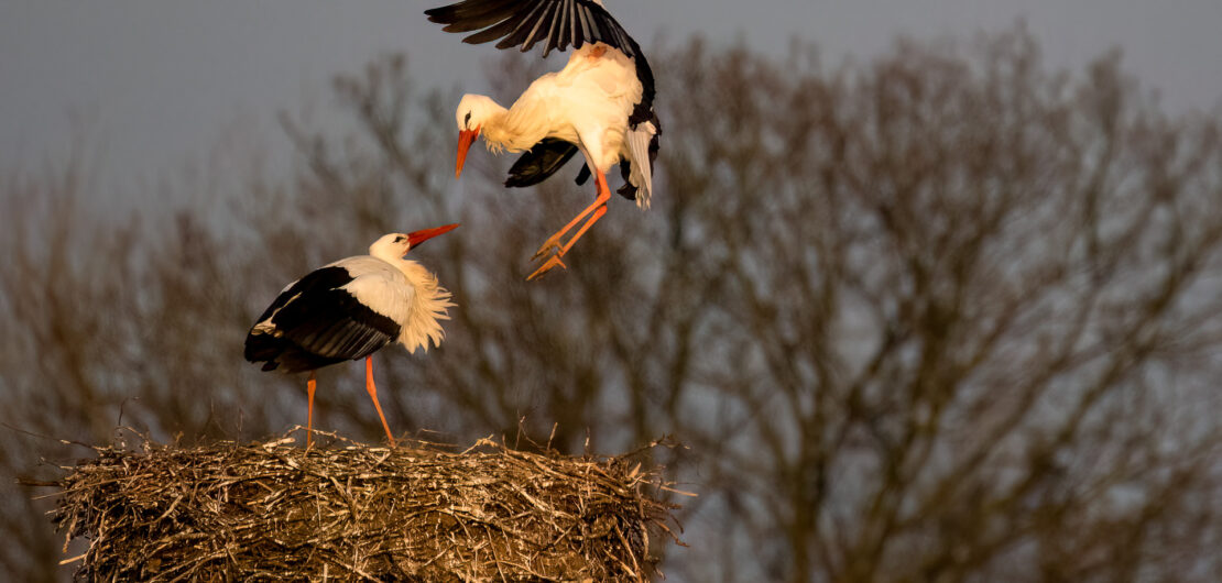 Storch im Anflug auf dem Horst