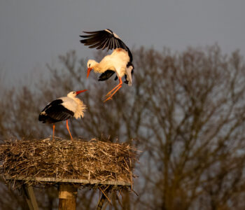 Storch im Anflug auf dem Horst