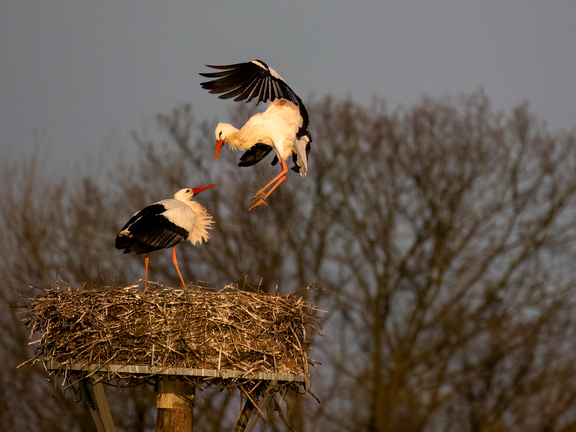 Storch im Anflug auf dem Horst