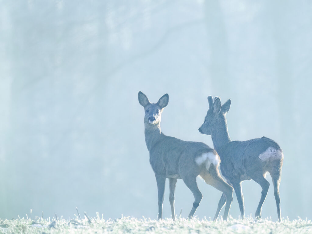 Rehe im Nebel