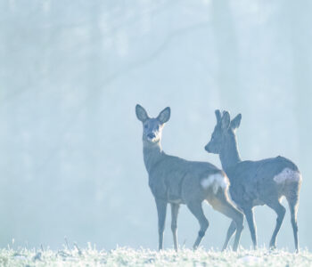 Rehe im Nebel