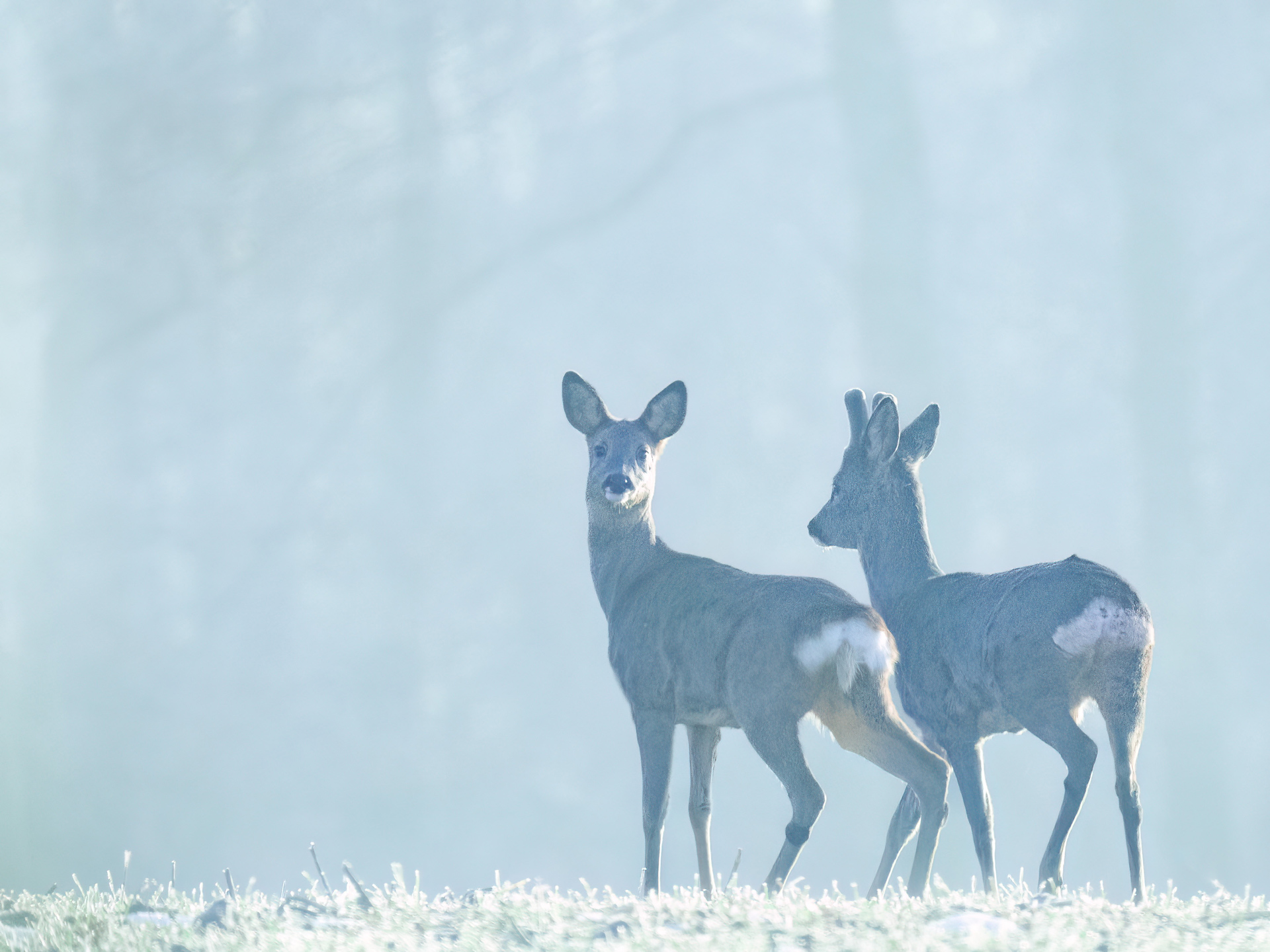 Rehe im Nebel