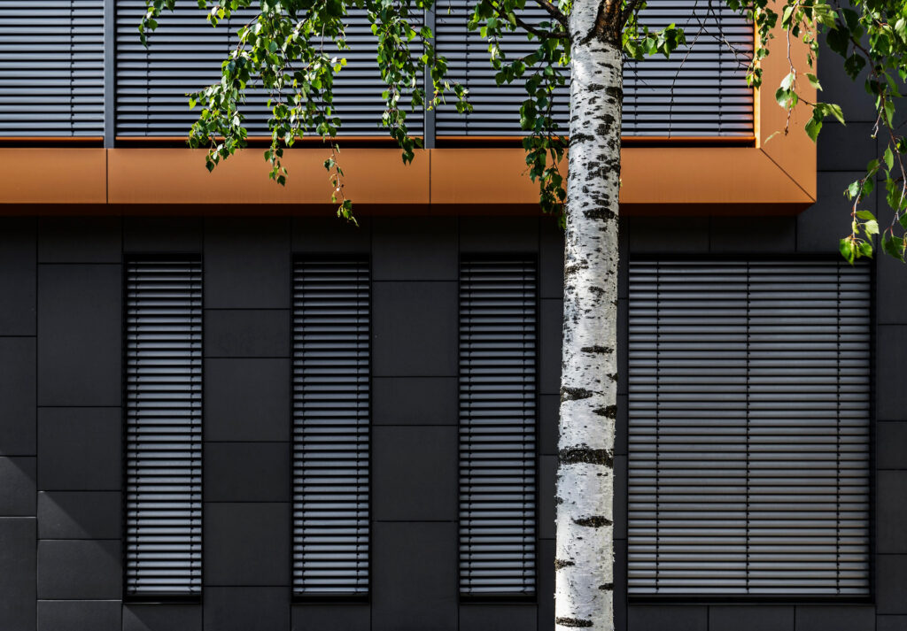 Architektur trifft Birke