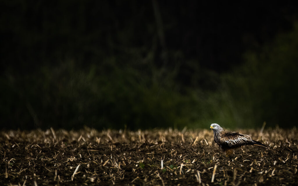 Wenn der Traktor weg ist