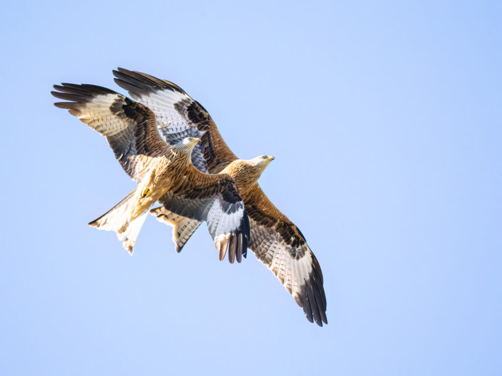 Das junge Glück zeigt sich im Synchronflug