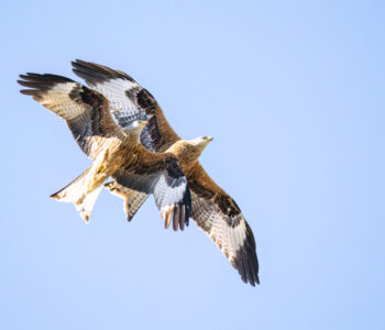 Das junge Glück zeigt sich im Synchronflug