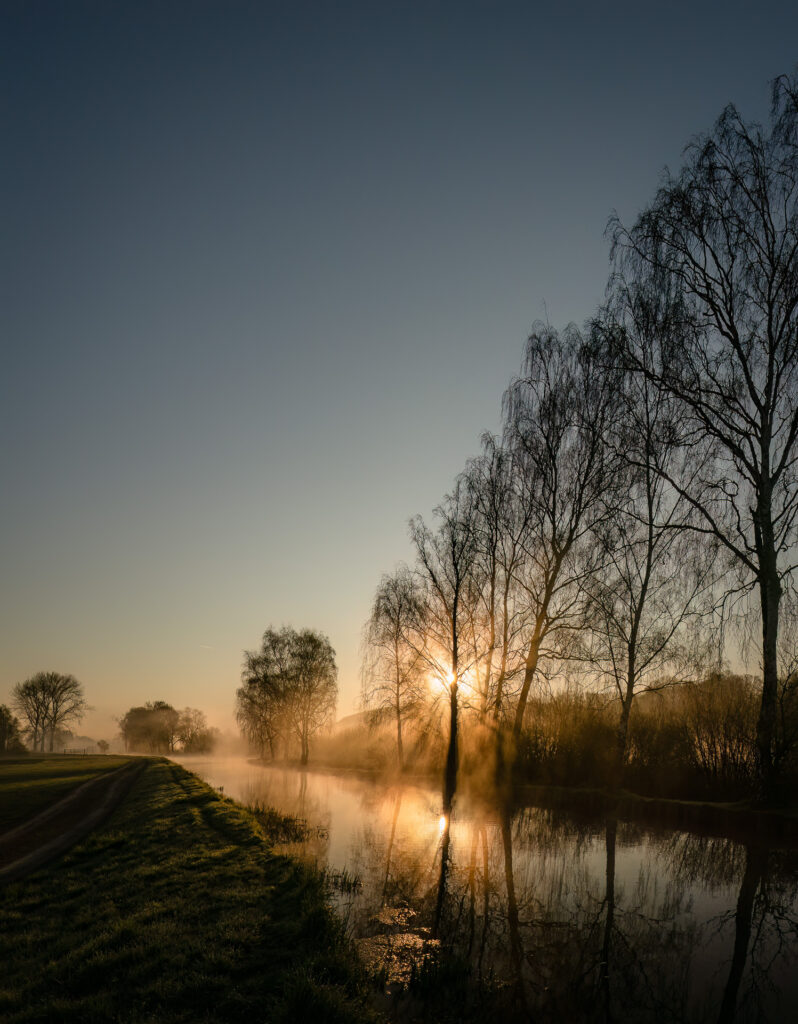 Baumgruppe im Gegenlicht