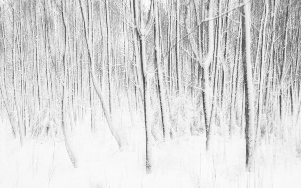 Birkenschonung (ICM)