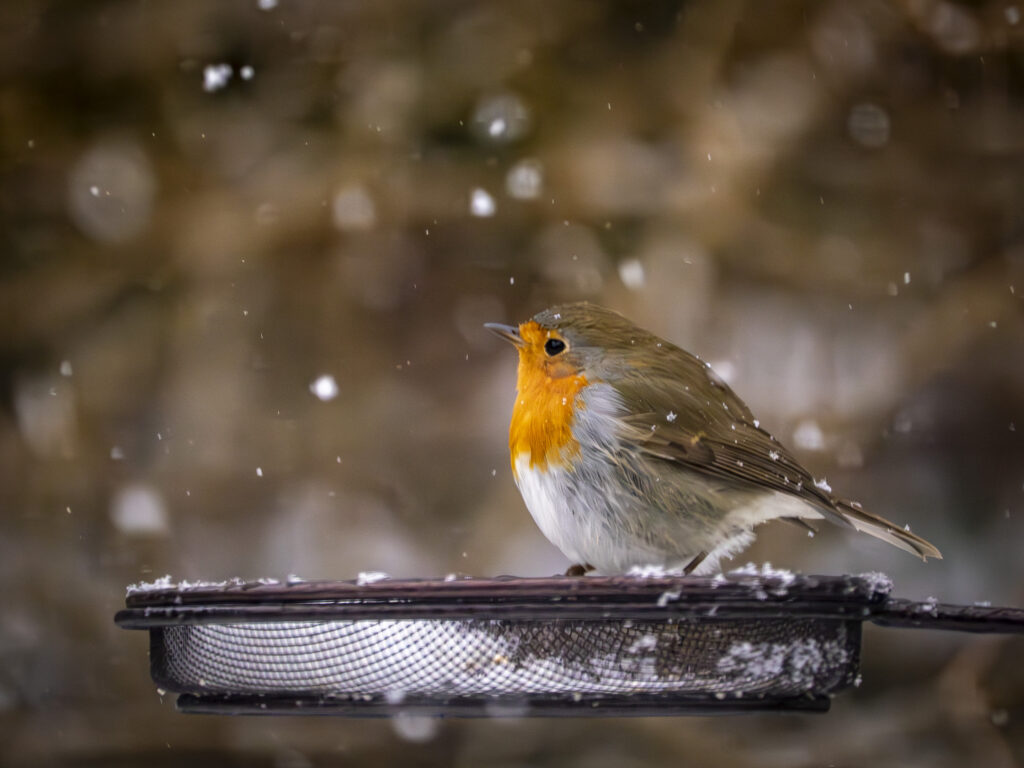Rotkelchen am Futternapf