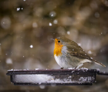 Rotkelchen am Futternapf